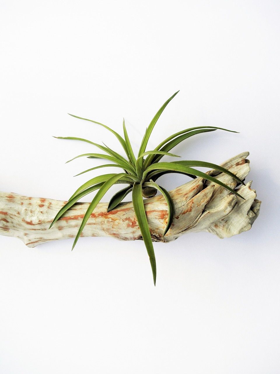 All About Air Plants