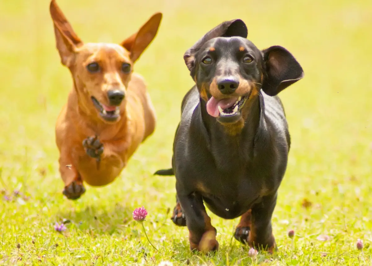 2 miniature dachshunds run on grass facing the camera