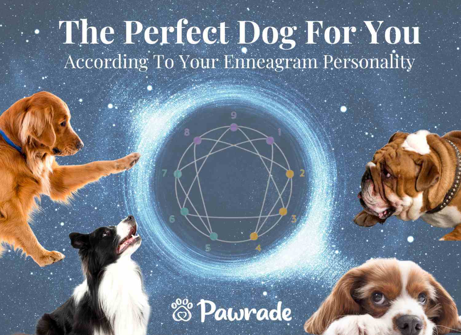 The Perfect Dog Breed for You, Based on Your Enneagram Personality Type
