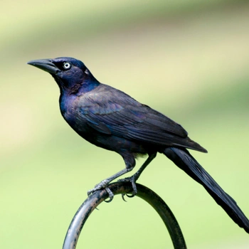 Alabama Birds Common Grackle