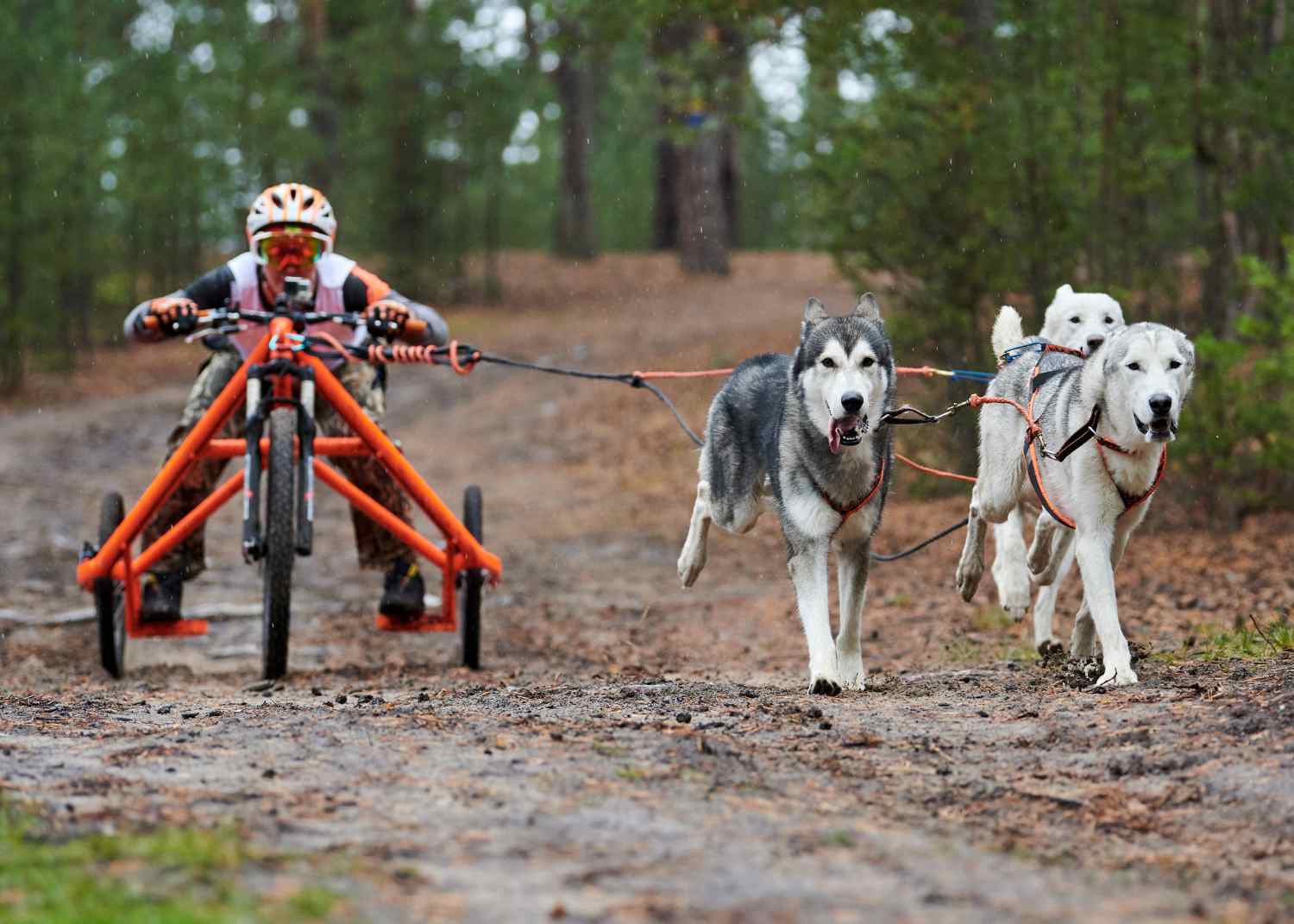 bikejoring on an orange tri-wheel with 3 dogs attached