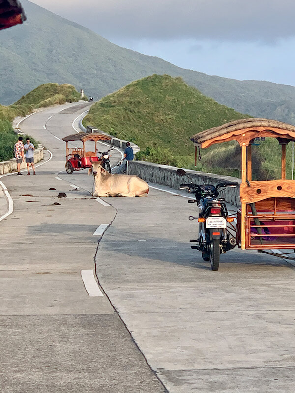 Chillin animals in Batanes