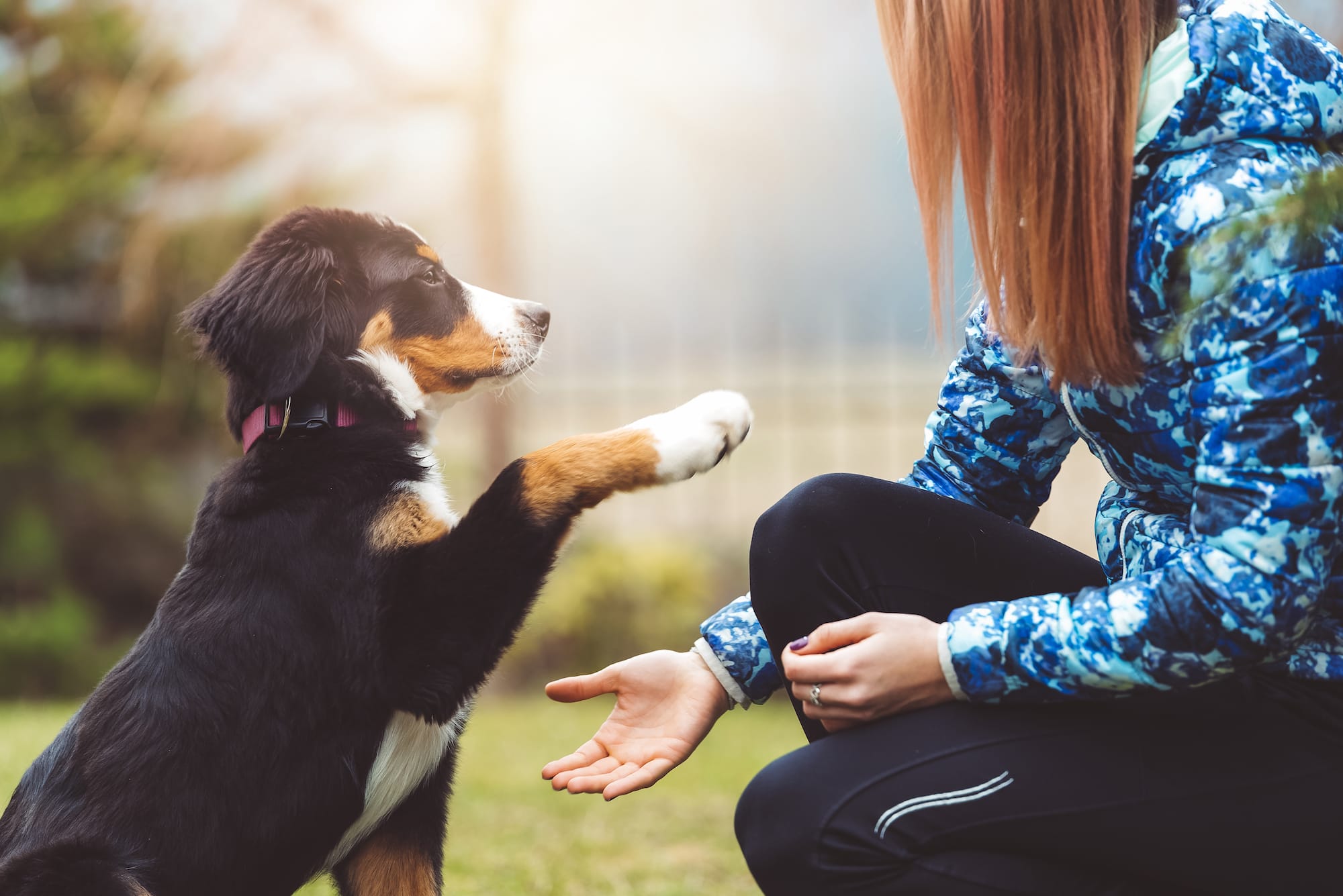 dog-training-basics-nom-nom