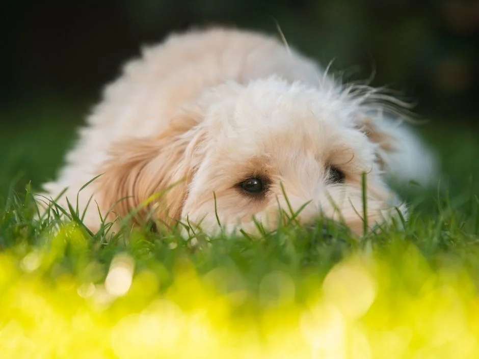 mini goldendoodle puppy lying low in bright green grass with soft light illustrating safe lawn re-entry