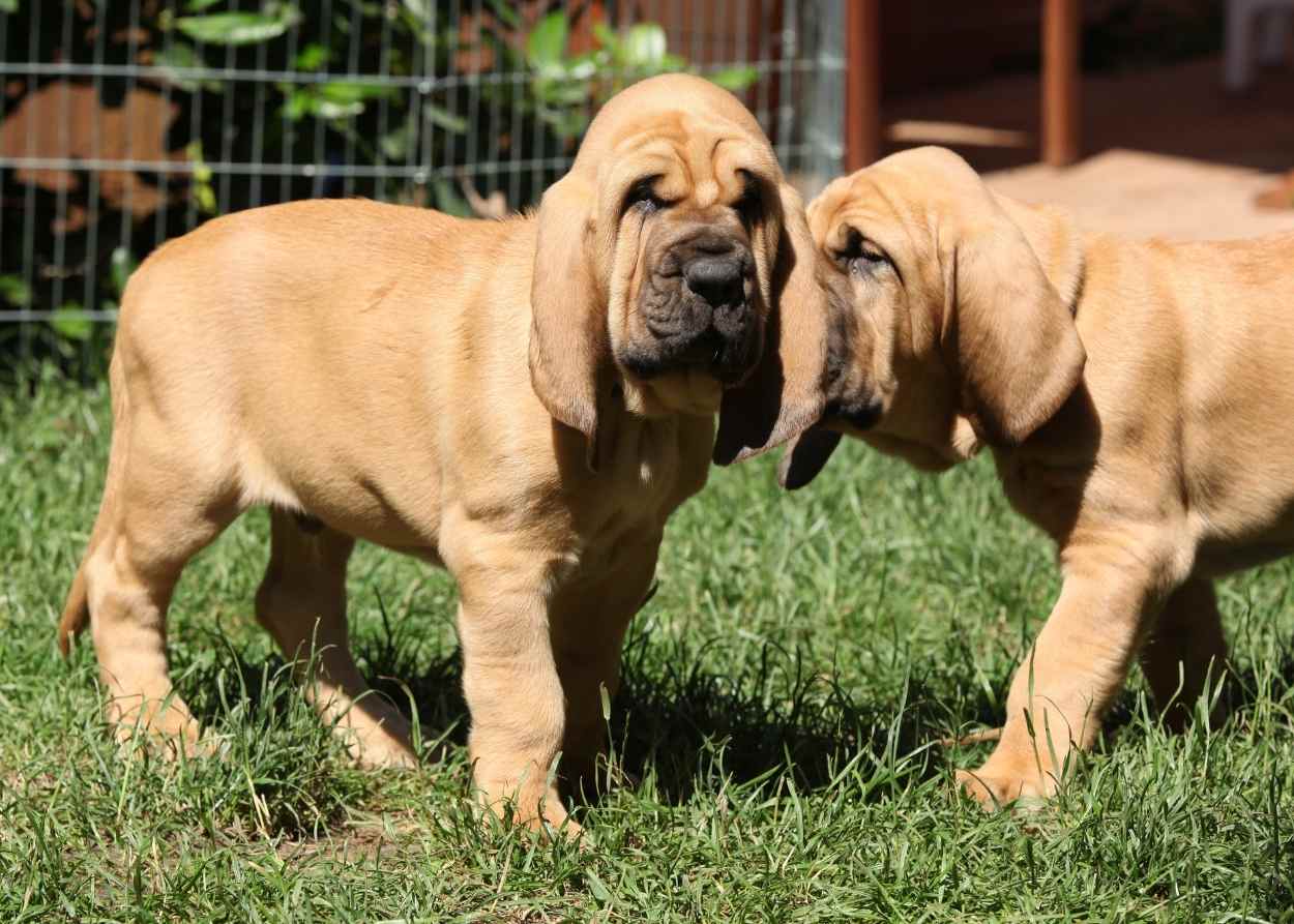 2 bloodhound puppies