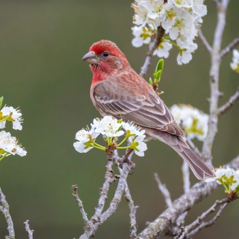 Alabama Birds House Finch