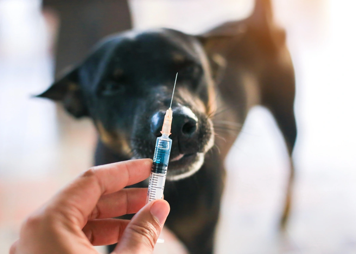 A dog stares at a vaccine needle