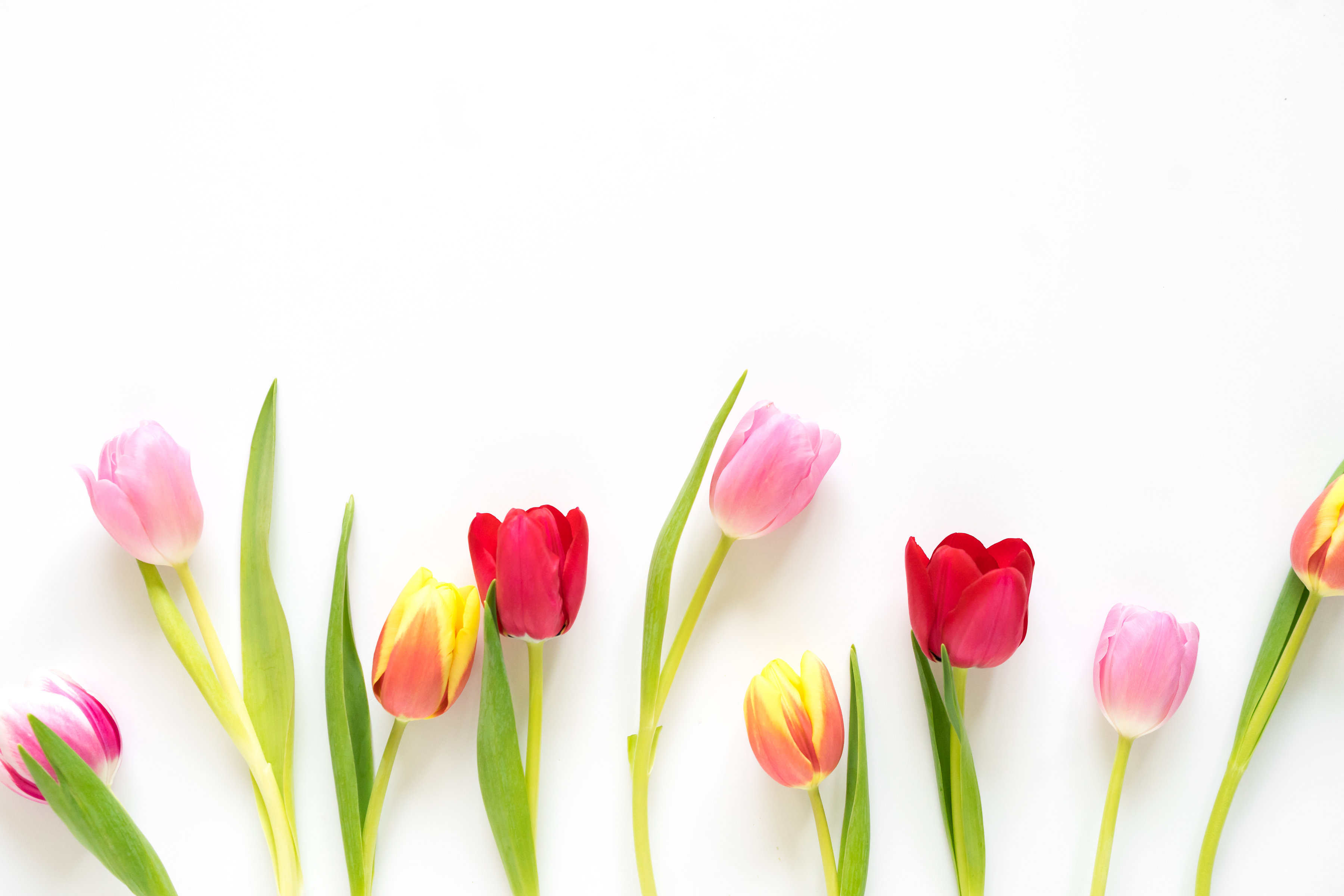 Multicolor Tulips Laying on a White Table