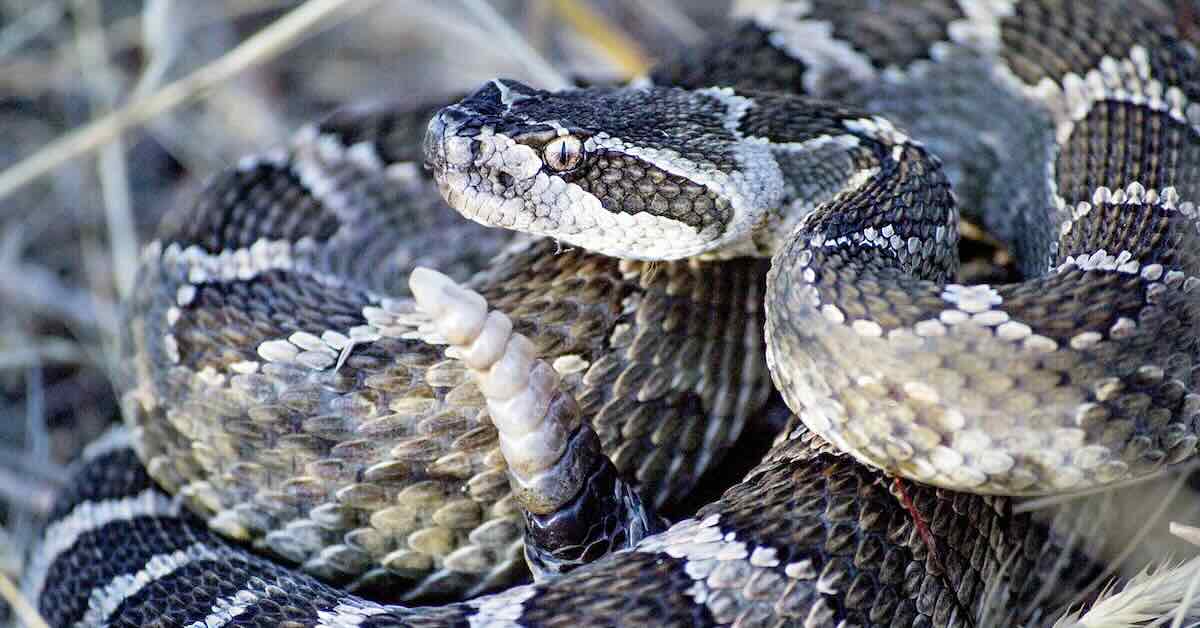 A rattlesnake coiled up