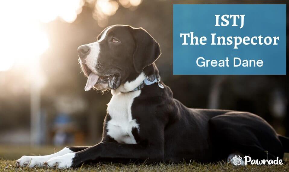 ISTJ Inspector Great Dane (1).jpg