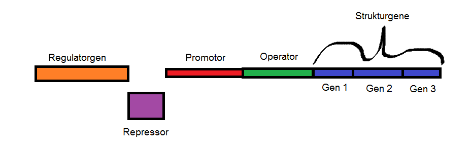 Operon Modell ich.png