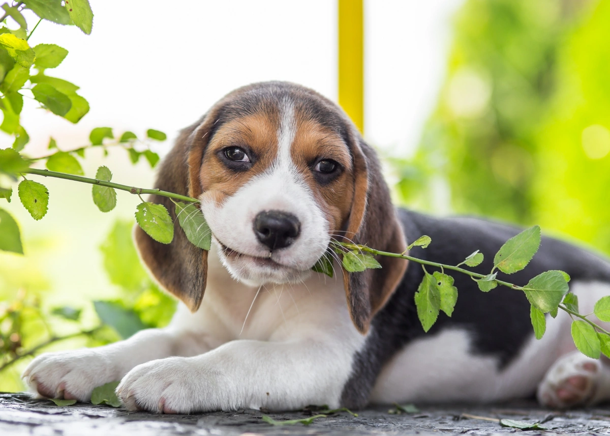 beagle.plant.webp
