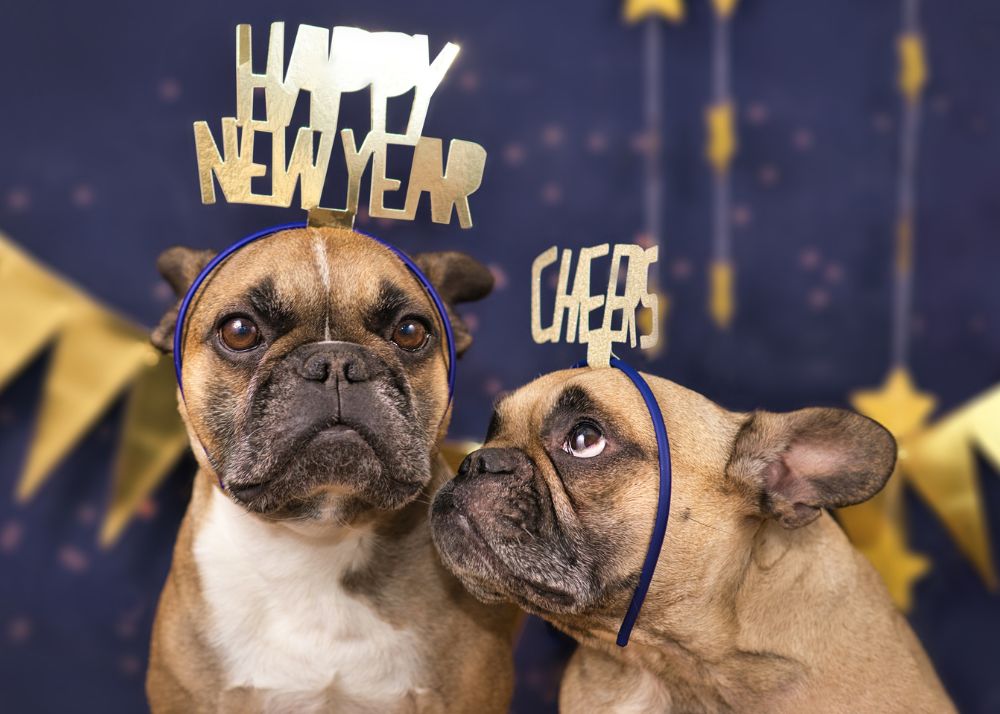 Two french bulldogs have Happy New Year and Cheers headbands on