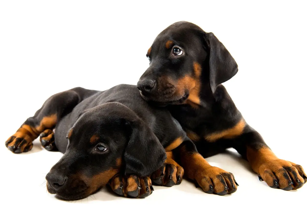 2 Doberman Pinscher puppies lying down against a white background