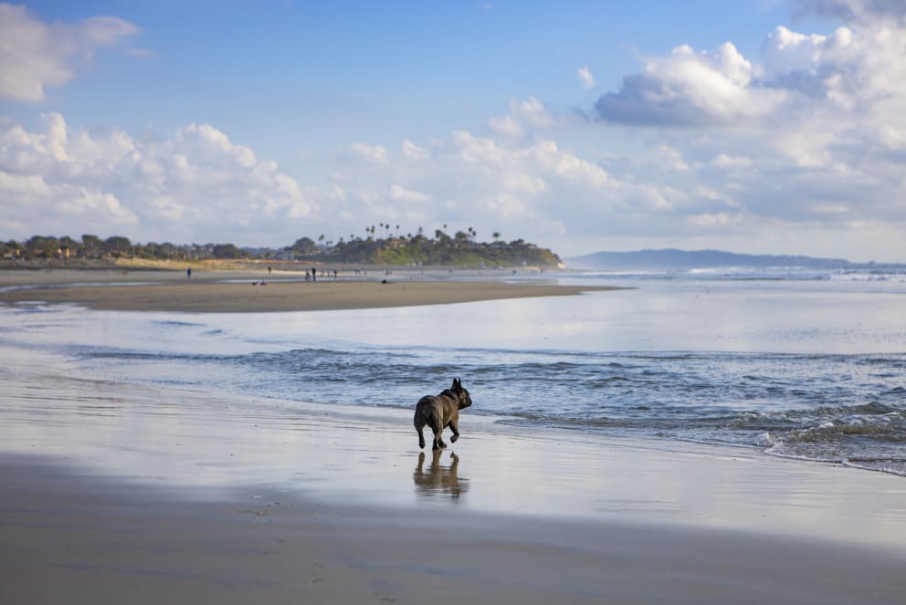 dog running on beach in san diego