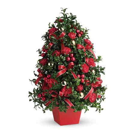 Red berry mini live Christmas tree deliveries