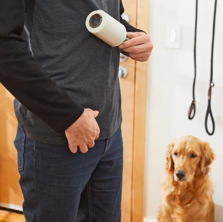 Best Dog Hair Removal Tools to Manage Shedding