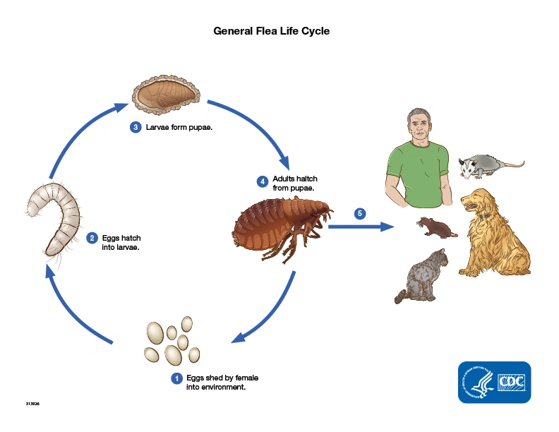 Flea-life-cycle.webp