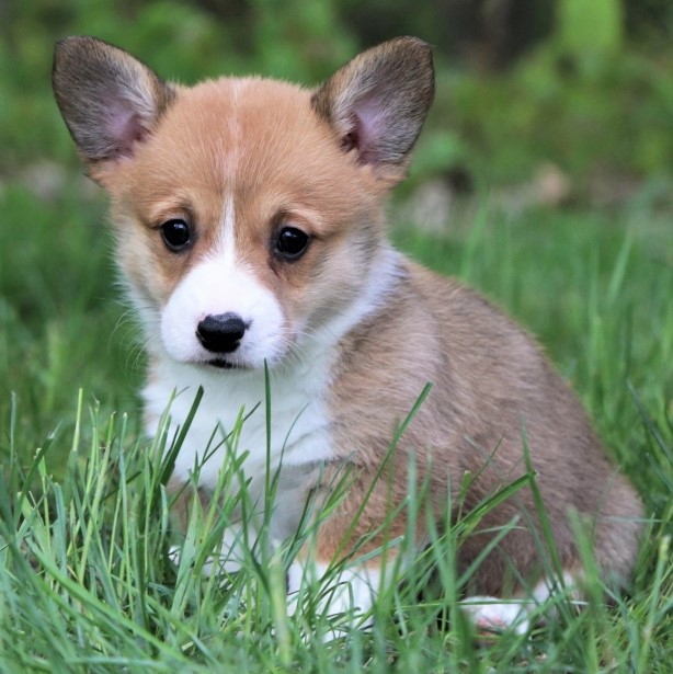 corgi puppy