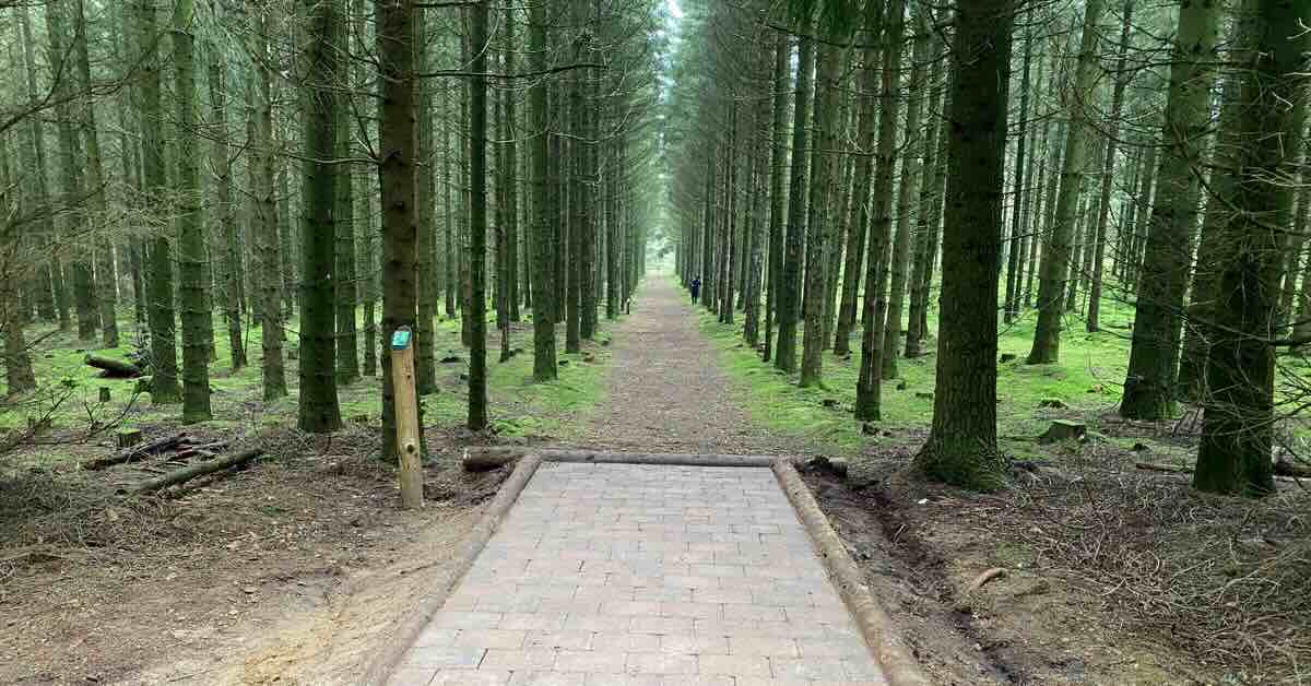 Disc golf tee pad in front of a long, straight, narrow fairway in the woods