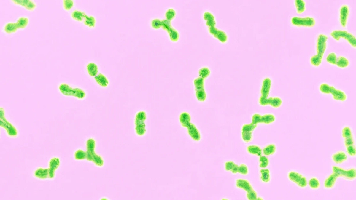 acne causing bacteria in green on a pink background