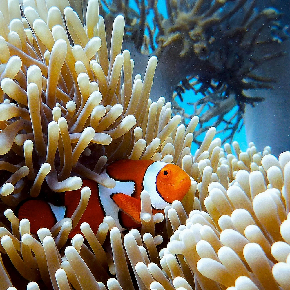  Great Barrier Reef.webp