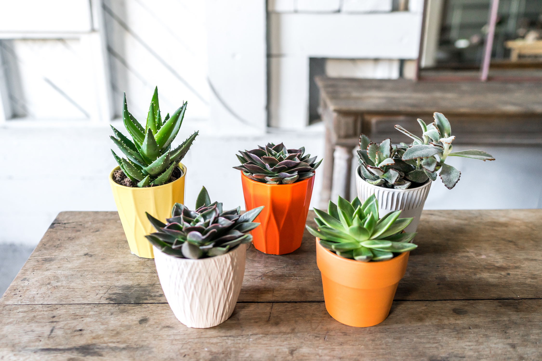 Mini Succulent Plants