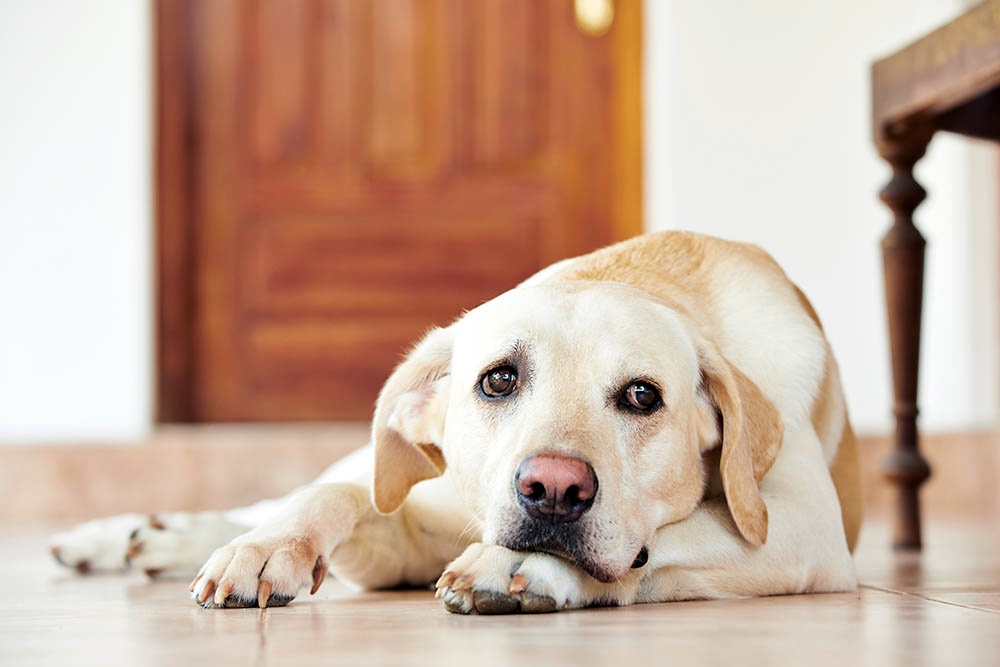 Dog Weight Management: Gaining and Losing Pounds Safely - Nom Nom