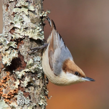 Alabama Birds Brown-Headed Nuthatch