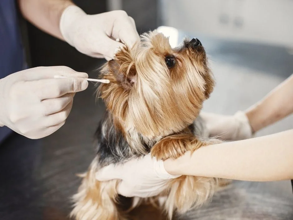 gloved veterinarian using cotton swab to examine Yorkshire Terrier ear during puppy health check