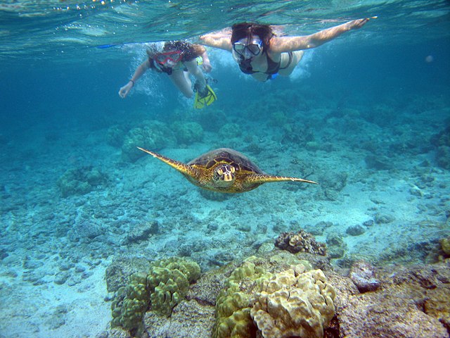 Snorkelers_with_sea_turtle_(Kahaluu_B...