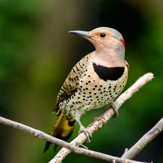Northern Flicker perched on a twig