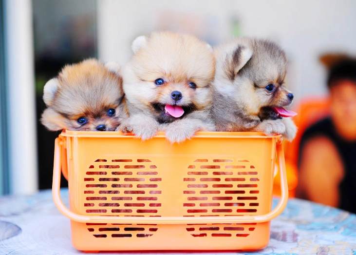3 Pomeranian puppies gather in an orange basket.