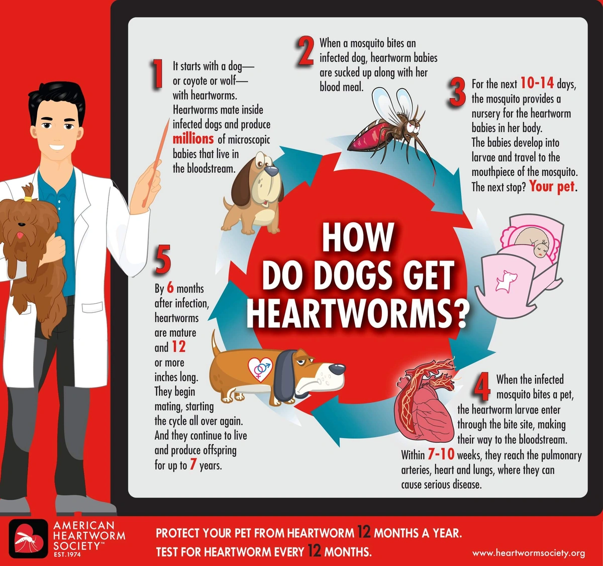 Heartworm_Lifecycle_Infographic.webp