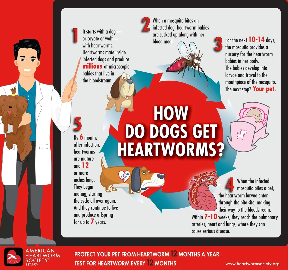 Protect Your Puppy From Heartworm Disease in Dogs - Pawrade.com