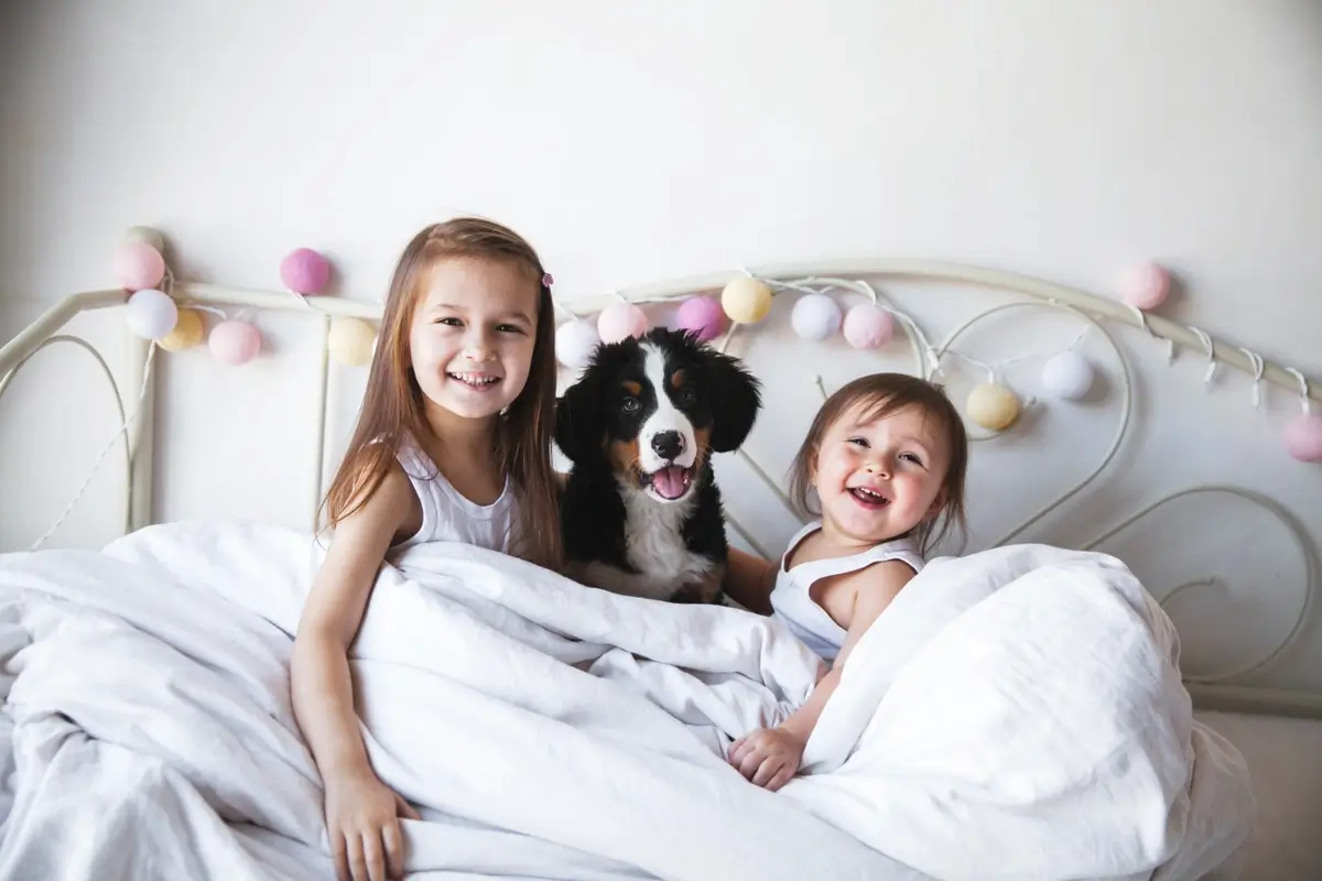 Two children on either side of a Bernese Mountain Dog sit on a bed wrapped up in a duvet.