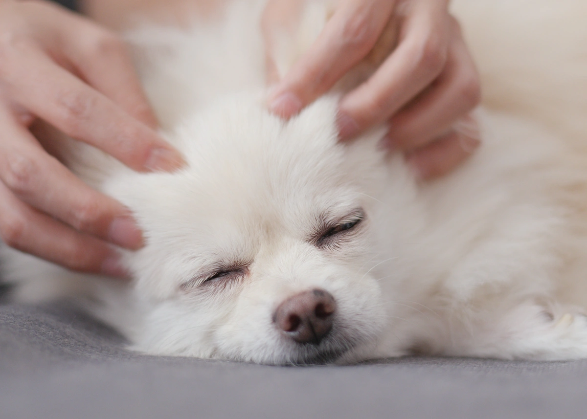 puppymassage.webp