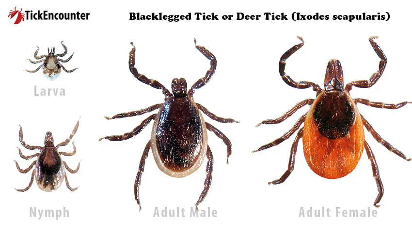 Family-Portrait-Blacklegged-Tick.webp