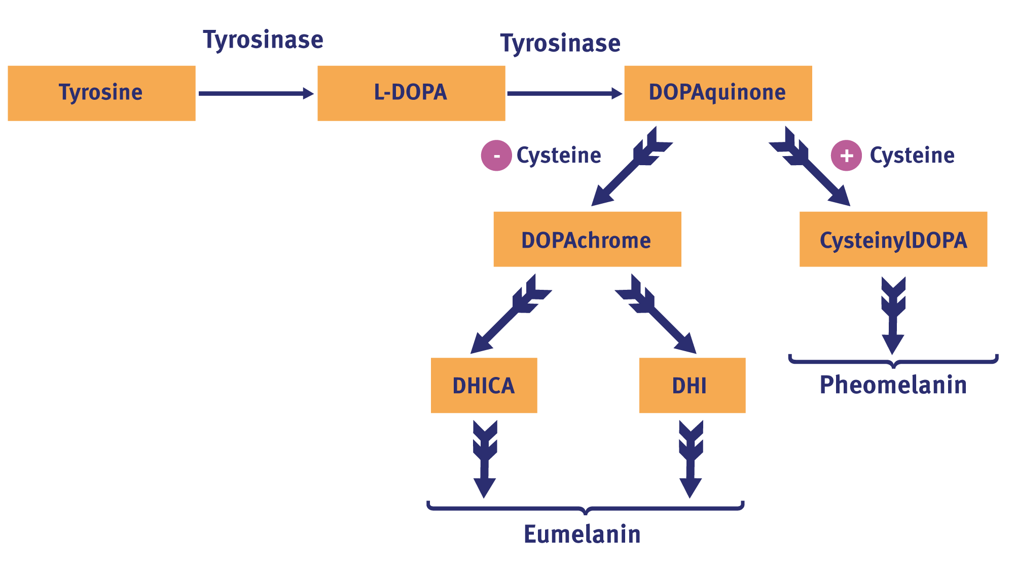 Tyrosinase Inhibitors To Lighten Skin