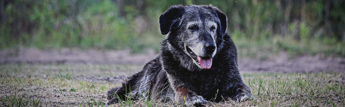 Senior Dog Essentials: Everything You Need for Older Dogs – Heads Up For  Tails