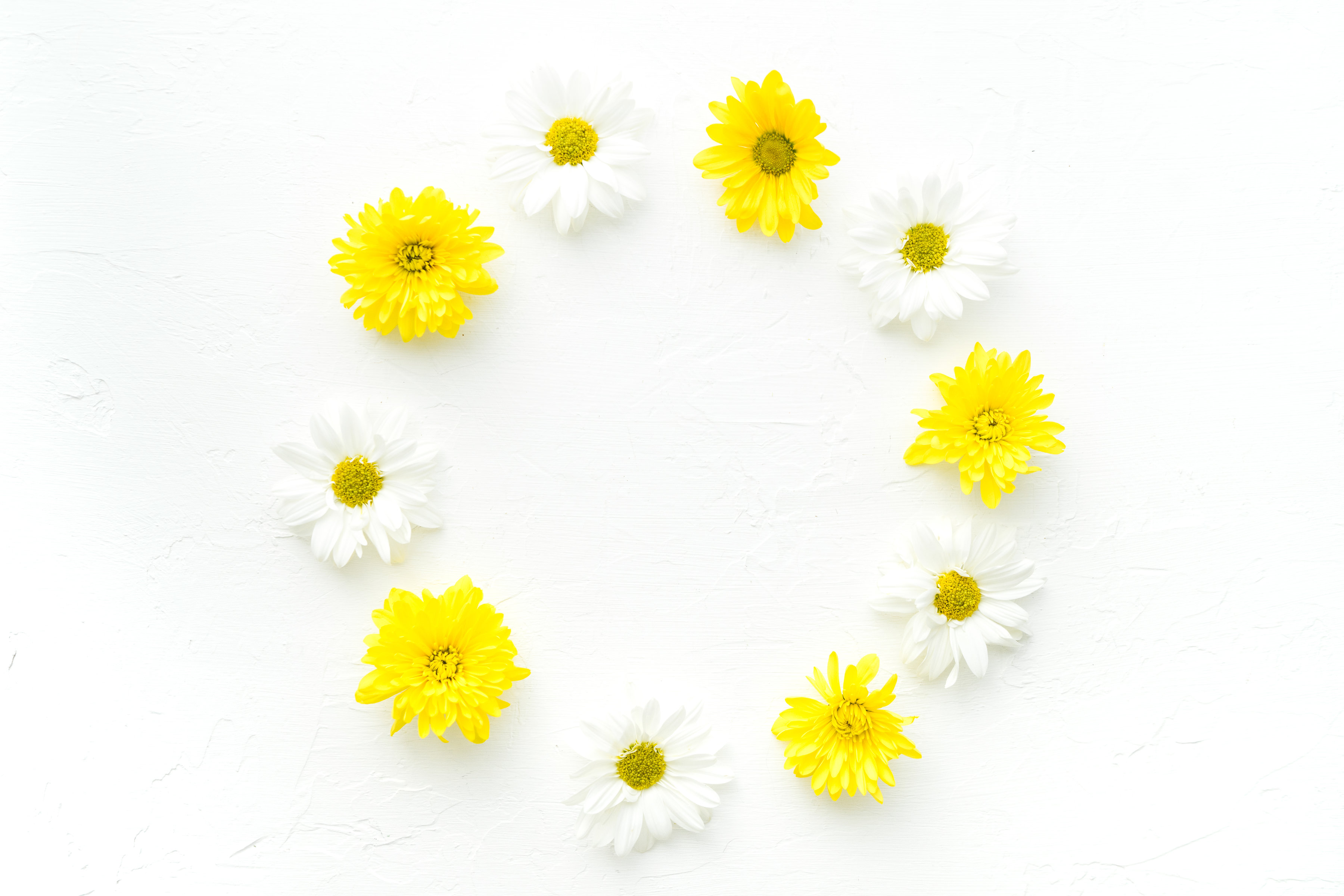 White and Yellow Daisy Wallpaper.jpg