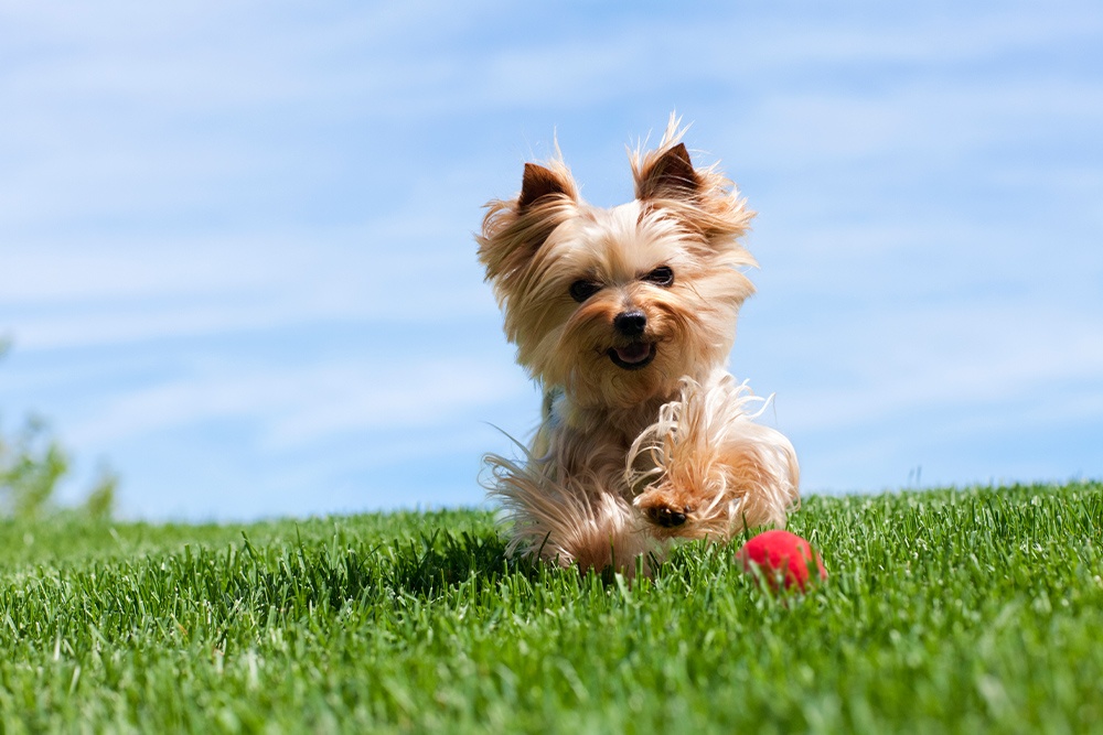 Yorkie scratching store all the time