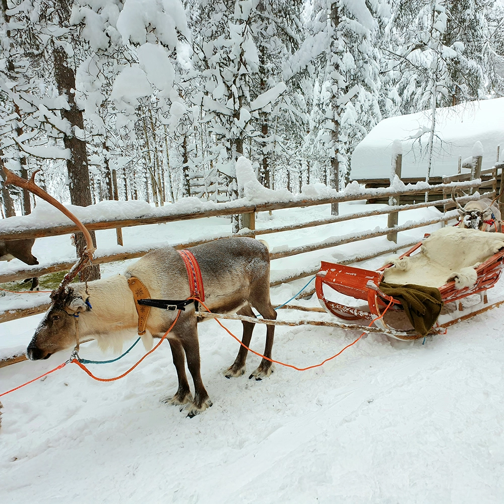 Travelling with reindeers in Lapland, Finland.webp
