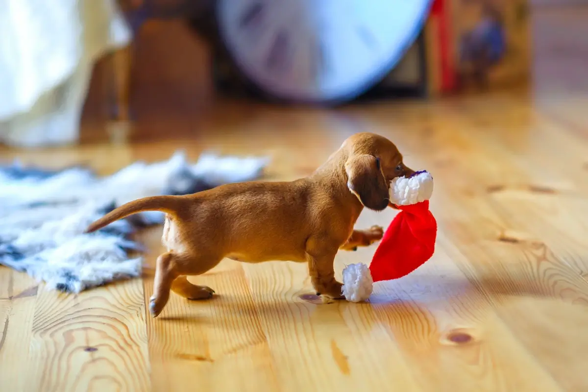 dachshund.stocking (1).webp