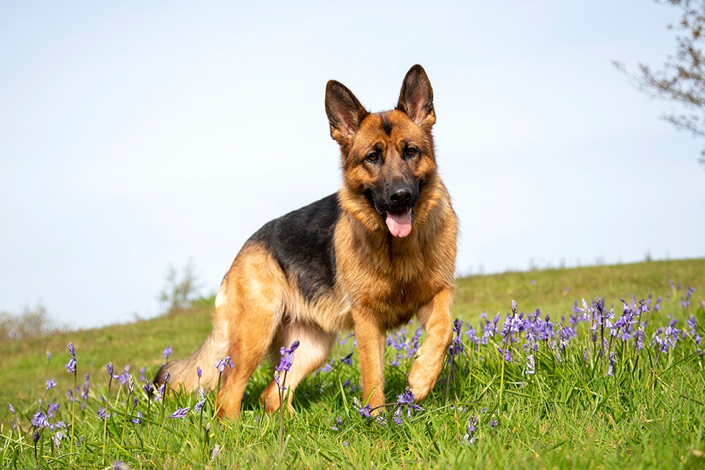 German Shepherd in a field of purple flowers