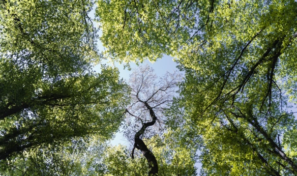 Trees shown from the ground up