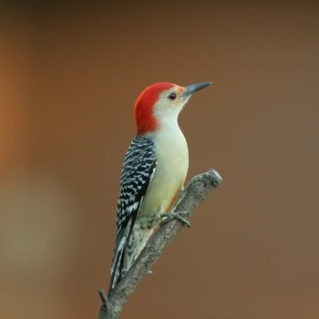 Alabama Birds Red-bellied Woodpecker