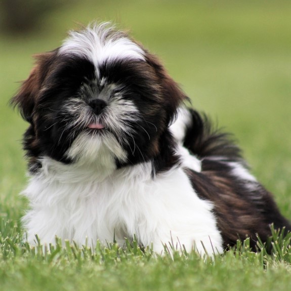 shih tzu puppies