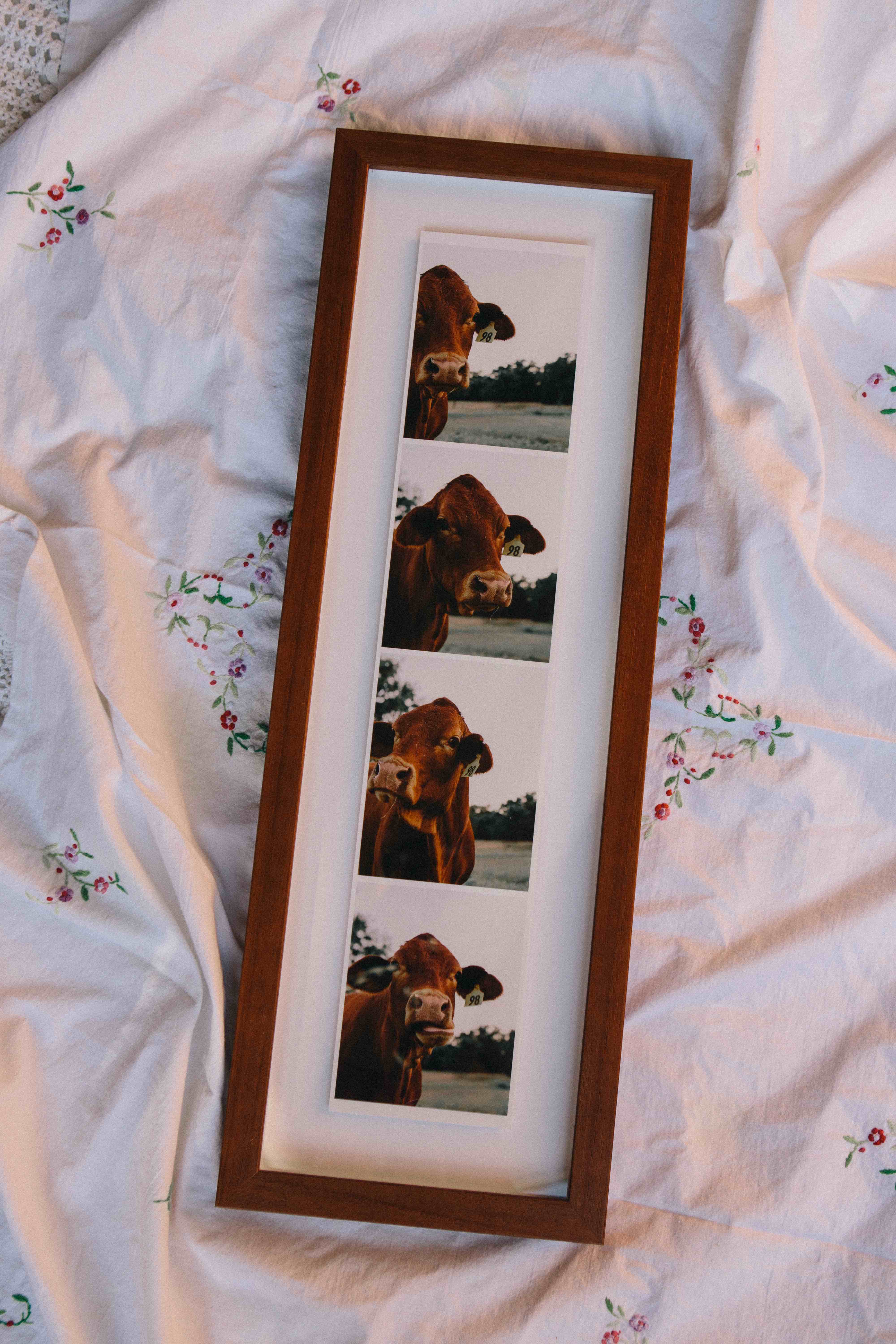 four photos of a pair of cows in a dark wood frame on a floral bed sheet