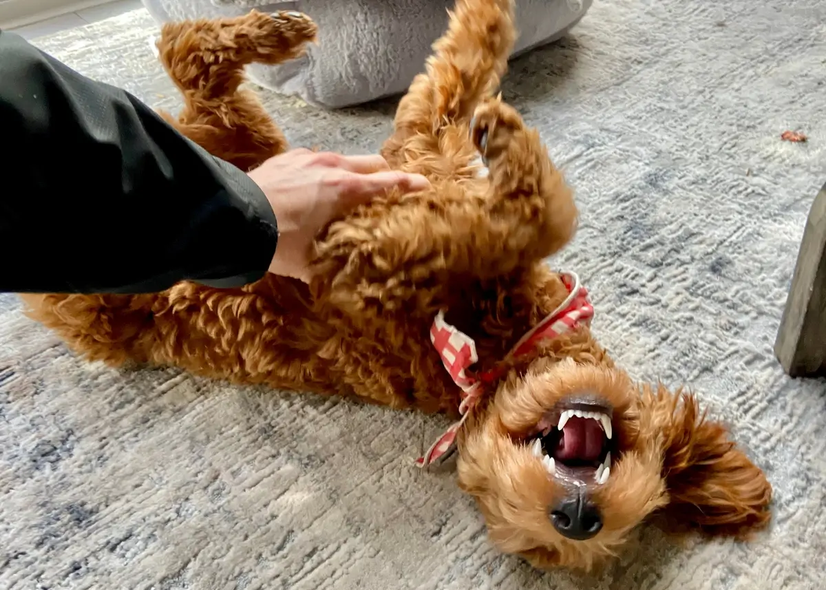 minigoldendoodleplay (1).webp